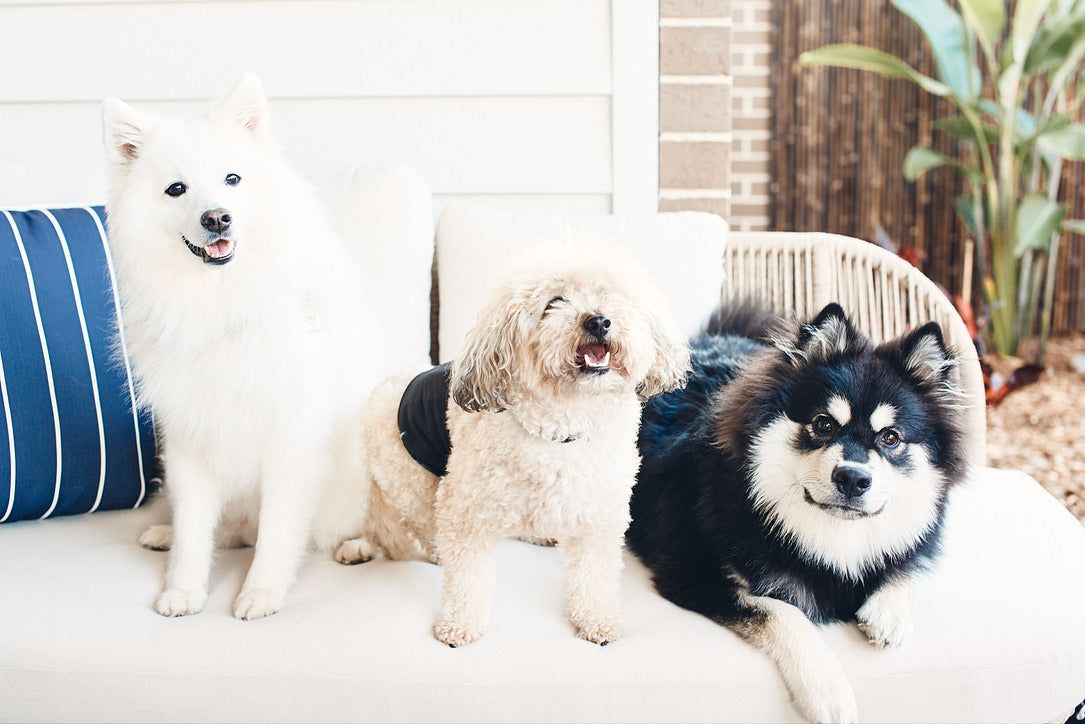A Relaxed At-Home Pet Shoot with Puffer, Kenzo & Winston.